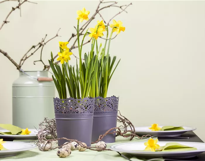 Frühblüher im Haus – Blumenzwiebeln antreiben Frühblüher im Haus – Blumenzwiebeln antreiben