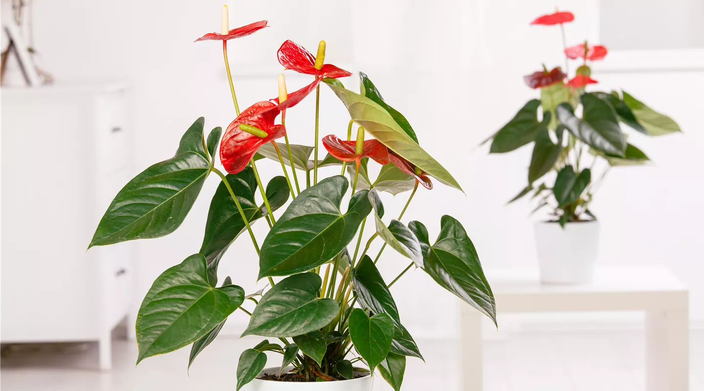 Anthurium x andreanum