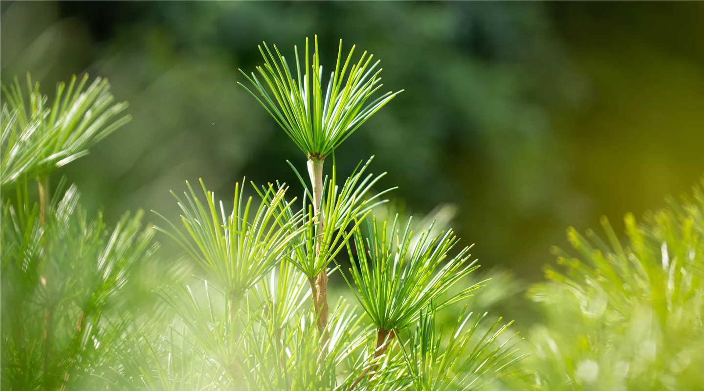 Sciadopitys verticillata