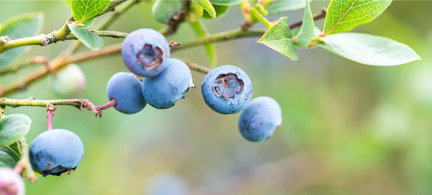 Vaccinium corymbosum