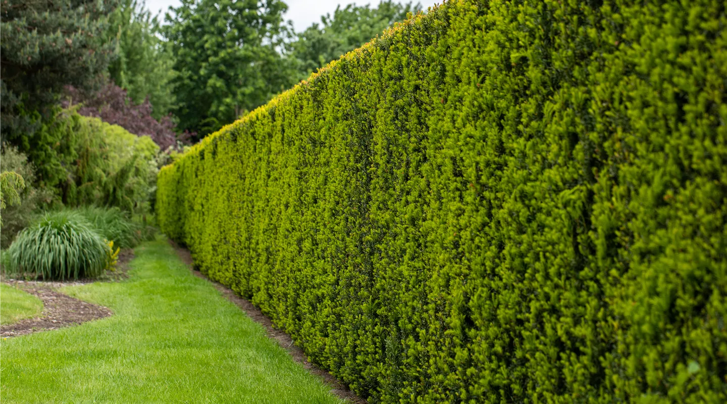 Eibenhecke im Garten