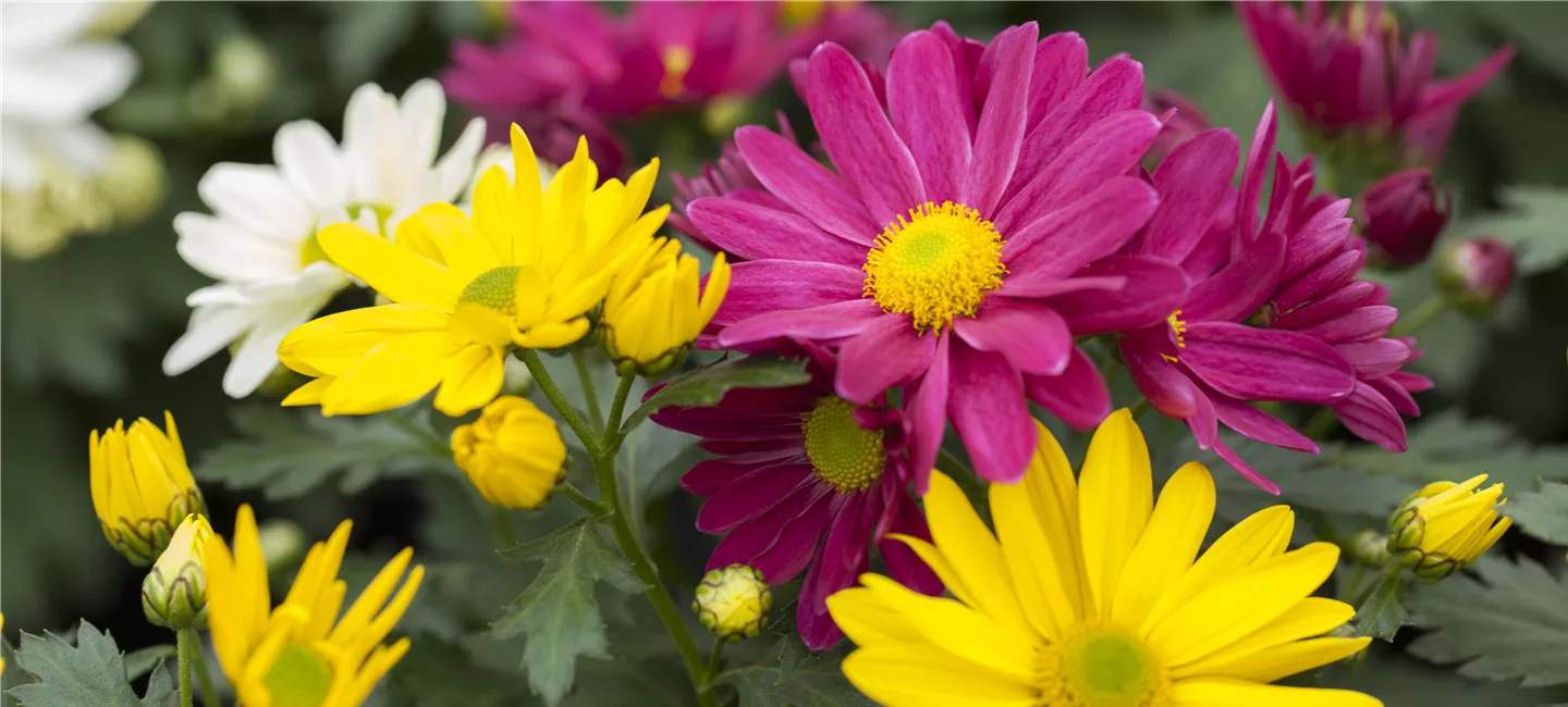 Chrysanthemum 'Pemba Mix'(s)