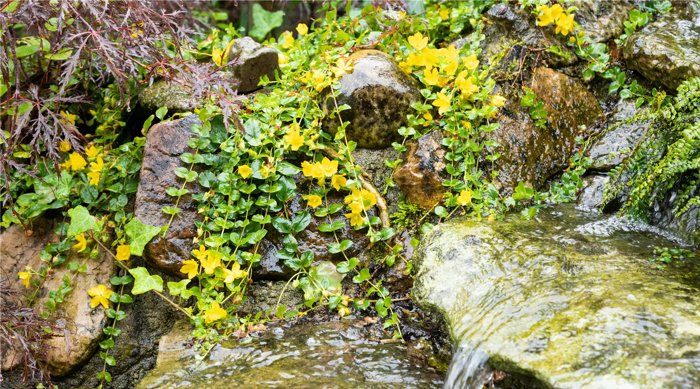 Lysimachia nummularia