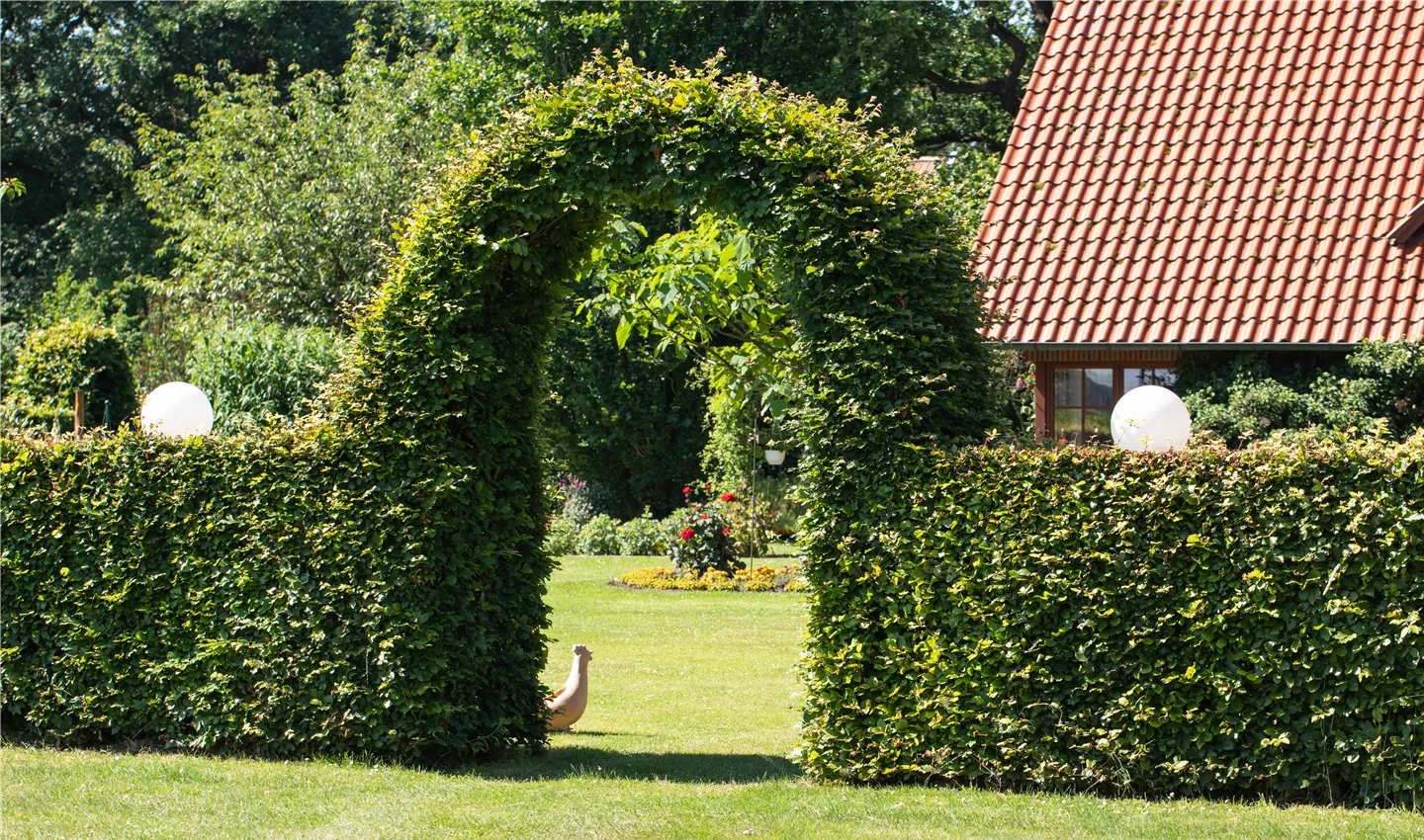 Hecke mit Torbogen