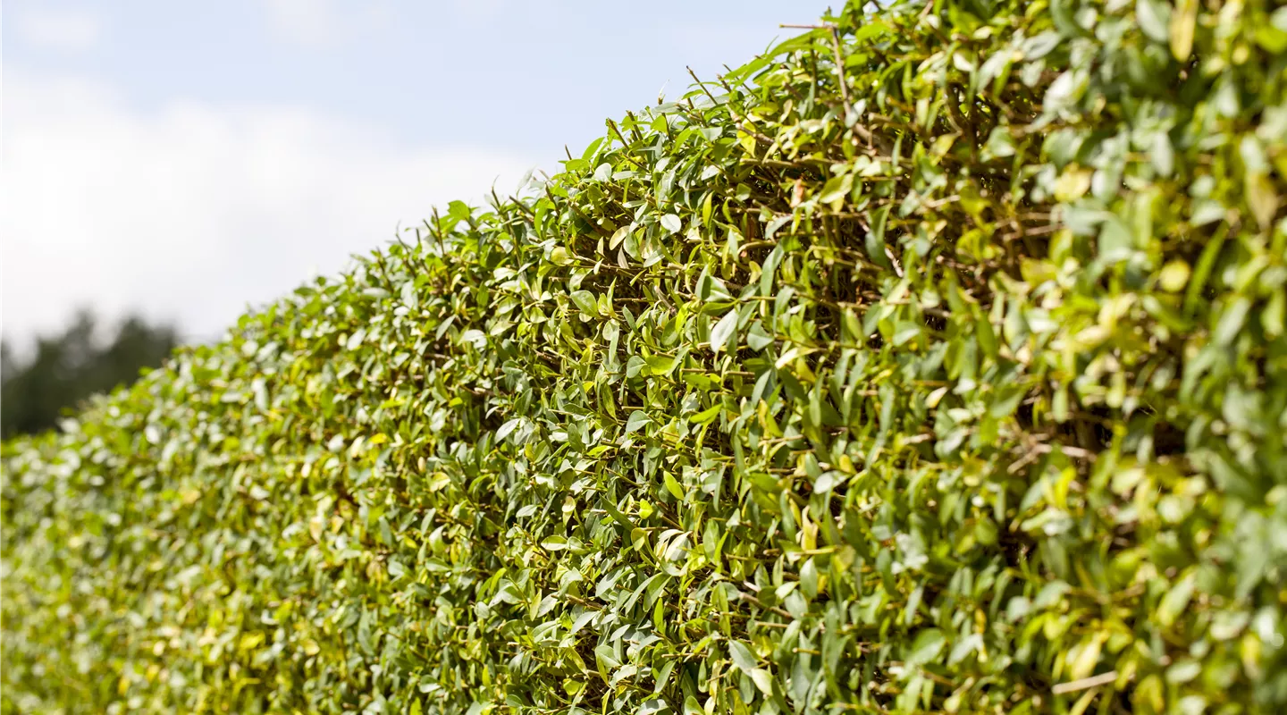 Ligustrum vulgare