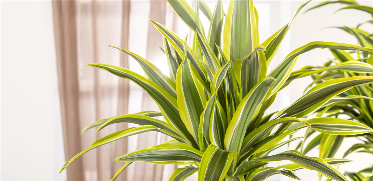 Dracaena fragrans 'Lemon Lime'