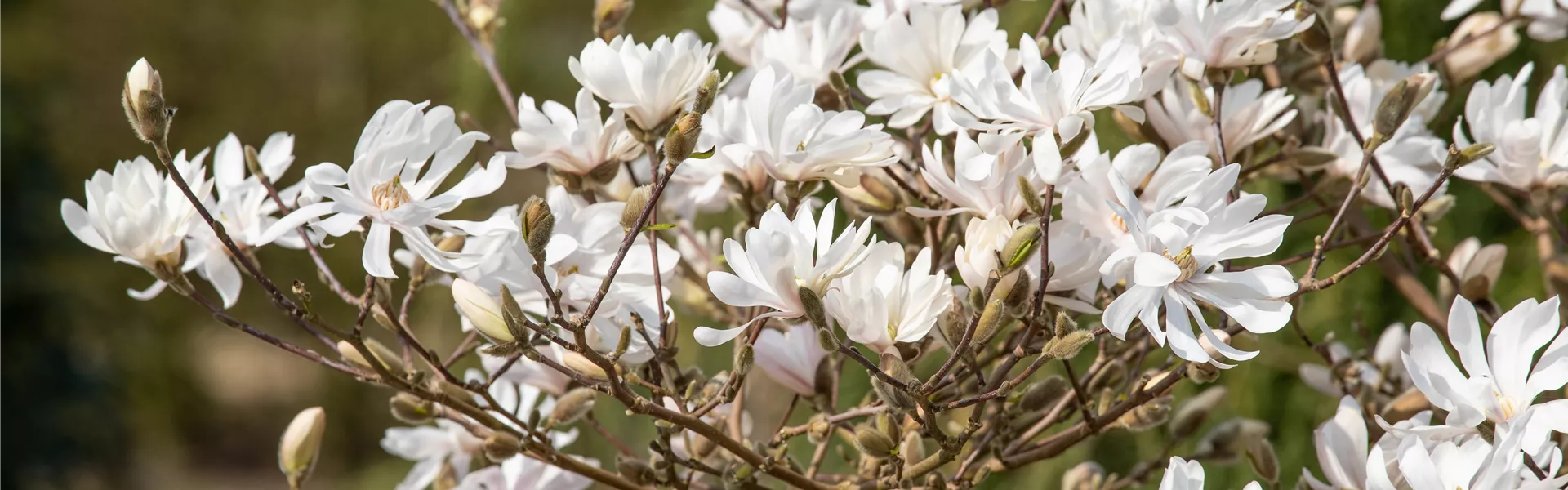 GS620155.jpg GS620155.jpg