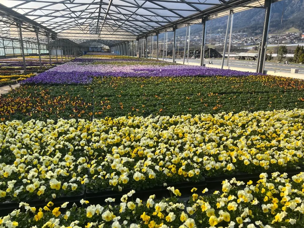 Stiefmütterchen aus eigener Produktion