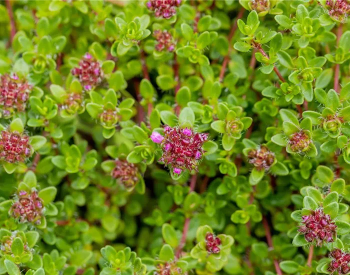 Gartenpflanzen Gartenpflanzen